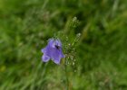 Harebell with fly